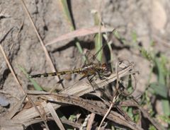 Orthetrum brachiale