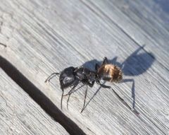 Camponotus chrysurus