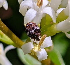 Anthrenus angustefasciatus