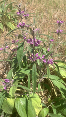 Lamiaceae