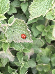 Coccinella septempunctata