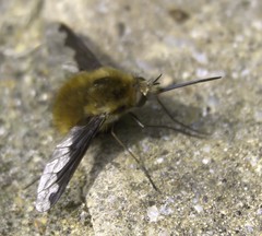 Bombylius major