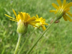 Tephroseris integrifolia integrifolia