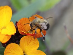 Anthophora plumipes