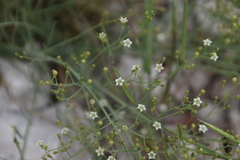 Thesium linophyllon