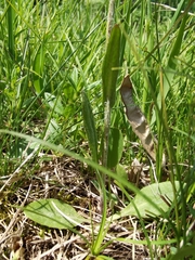 Tephroseris integrifolia integrifolia
