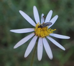 Felicia aethiopica