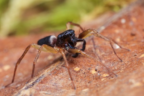 Trabea cazorla