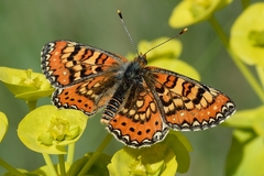Euphydryas desfontainii