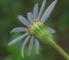 Felicia aethiopica