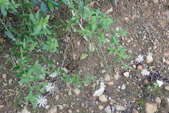 Felicia aethiopica