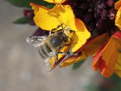 Anthophora plumipes