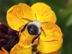 Anthophora plumipes