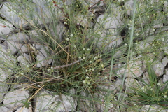 Thesium linophyllon