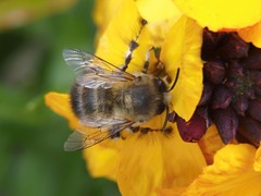 Anthophora plumipes