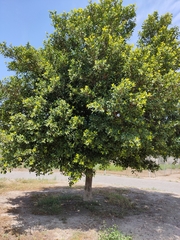 Ficus retusa