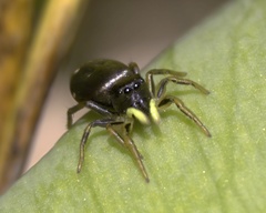 Heliophanus cupreus