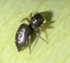 Heliophanus cupreus