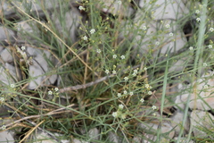 Thesium linophyllon