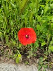 Papaver rhoeas