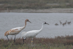 Whooping Crane photo 4