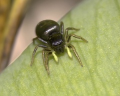 Heliophanus cupreus