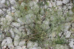 Thesium linophyllon
