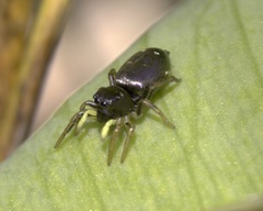 Heliophanus cupreus