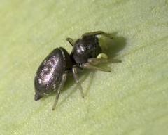 Heliophanus cupreus