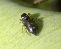 Heliophanus cupreus