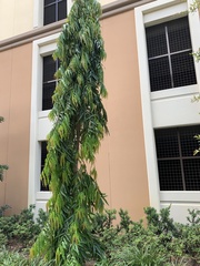 Polyalthia
