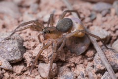 Trabea paradoxa