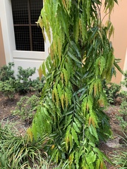 Polyalthia