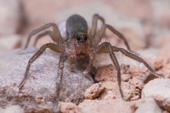Trabea paradoxa