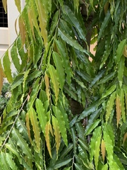 Polyalthia