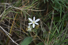 Ornithogalum