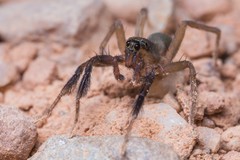 Trabea paradoxa