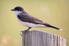 Eastern Kingbird photo 1