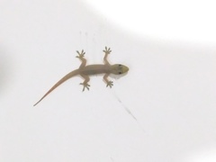 Hemidactylus garnotii