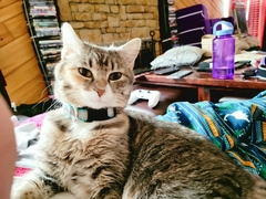 Felis catus