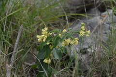 Vincetoxicum hirundinaria adriaticum