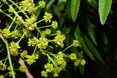 Forchhammeria pallida