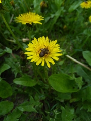 Andrena