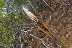 Strophanthus divaricatus