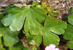 Geranium lucidum