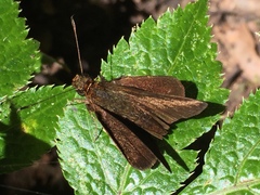 Hesperiidae