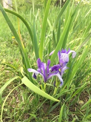 Iris lactea biglumis