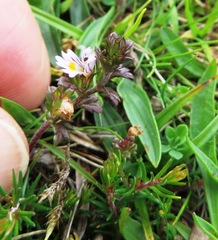 Euphrasia tetraquetra