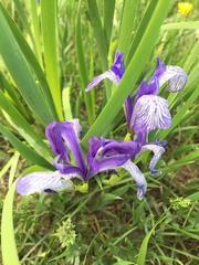 Iris lactea biglumis