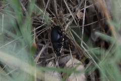 Otiorhynchus alutaceus